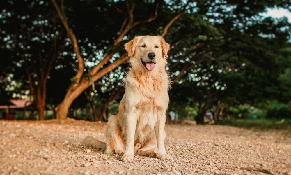 Golden Retriever