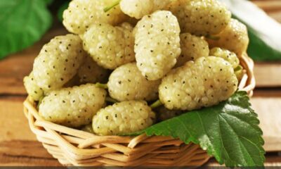 The White Mulberry Health Benefits