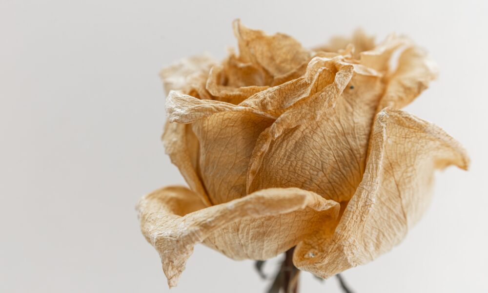 Withered Rose