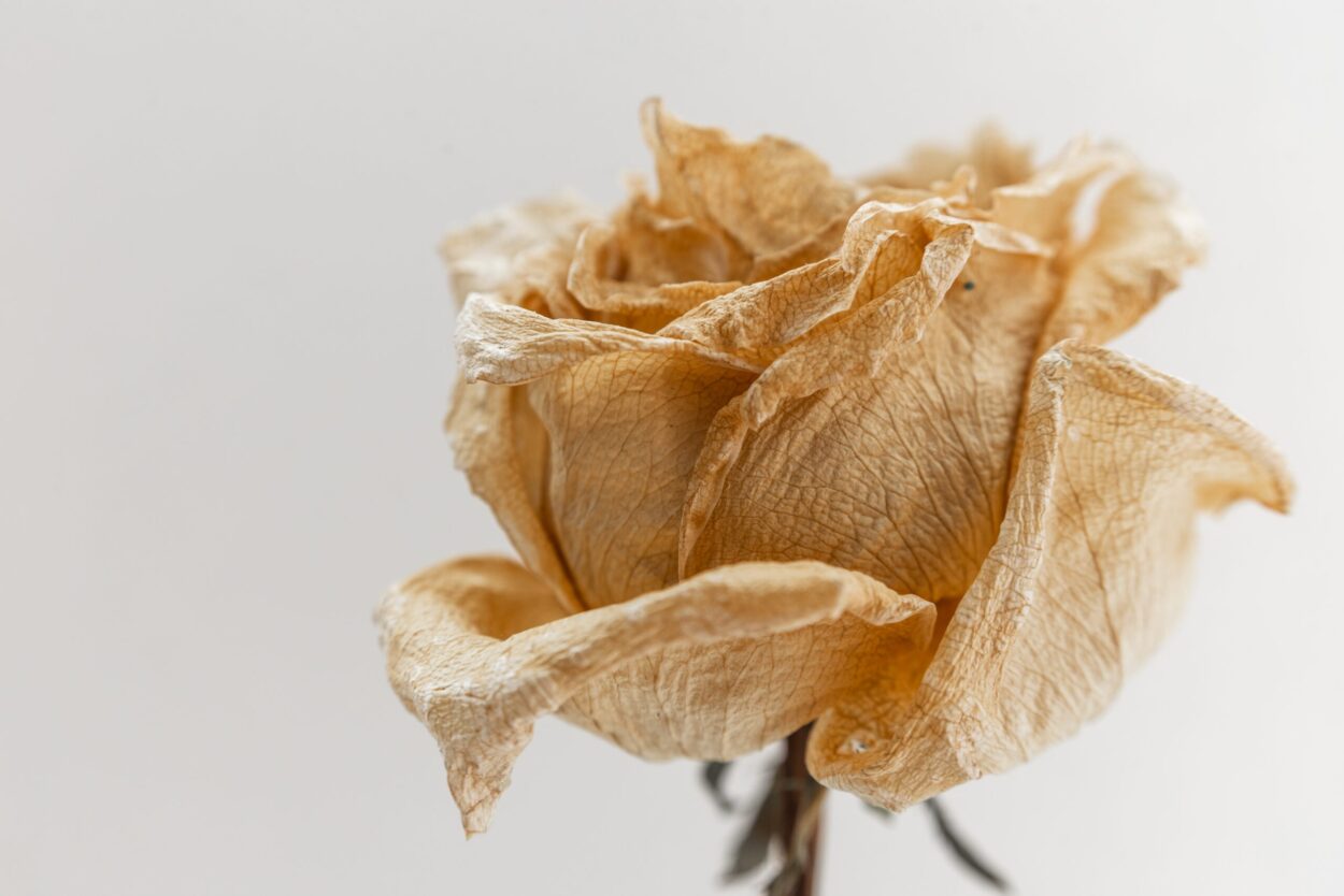 Withered Rose