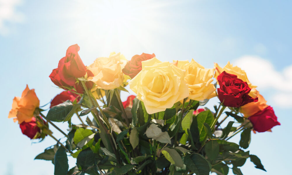 Bouquet of roses