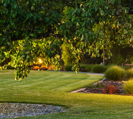 Landscape Lighting for Safety, Security, and Beauty