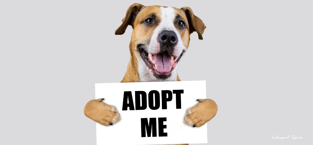 Pet Adoption Trends in 2024