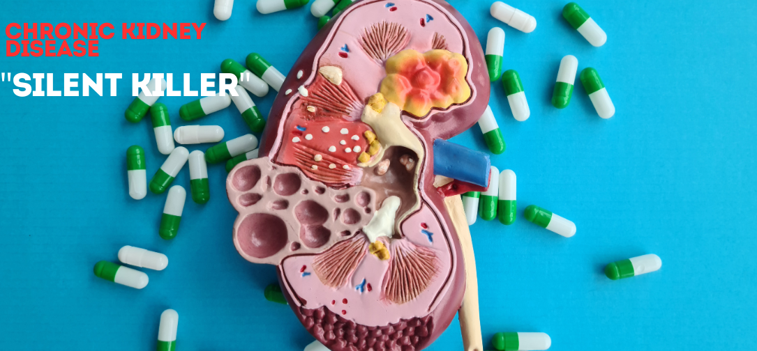 Function of the Kidneys