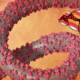 Ebola and Infectious Diseases