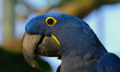 blue macaw