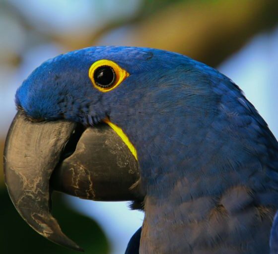 blue macaw