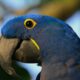 blue macaw