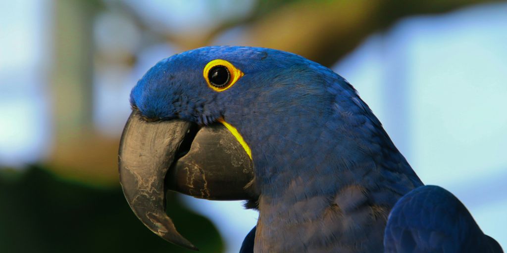 blue macaw