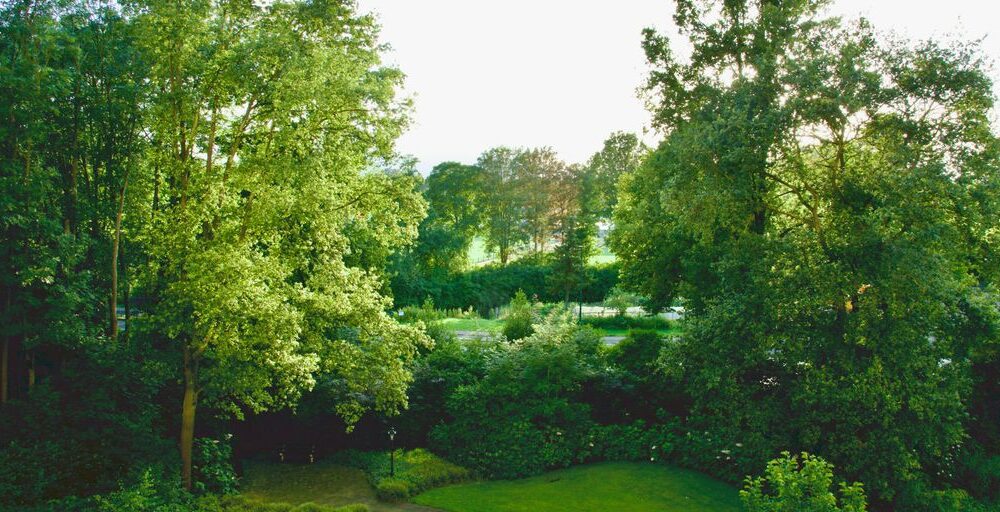 An aerial view of a lush green park