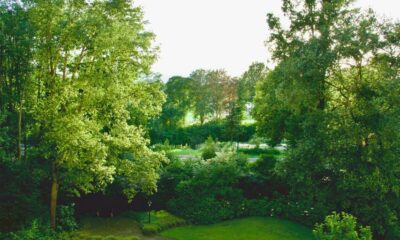 An aerial view of a lush green park