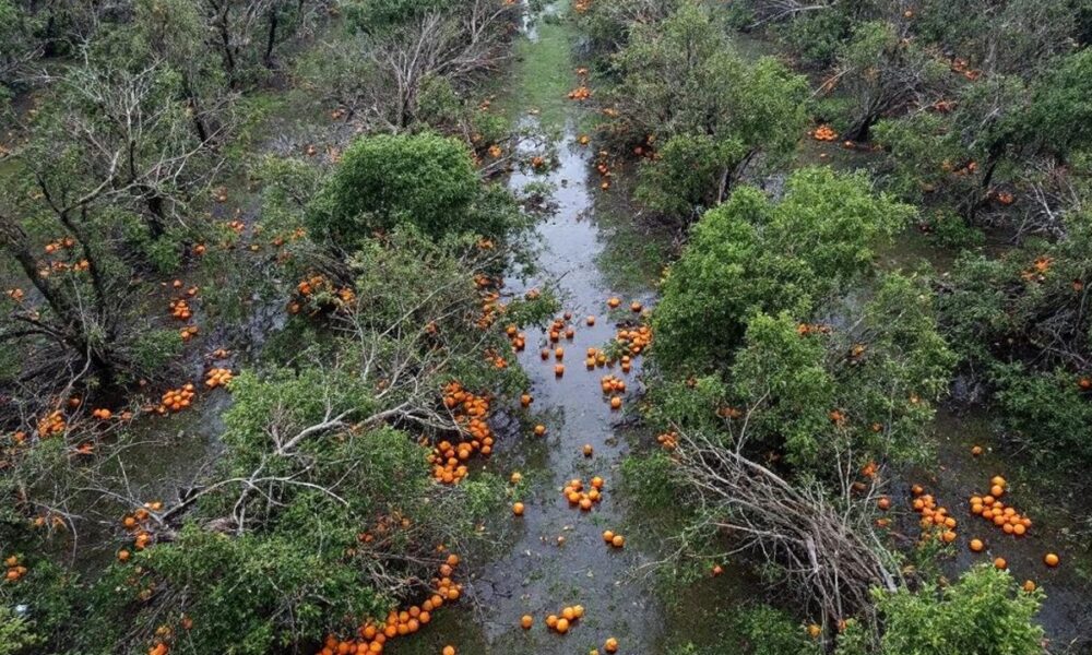 Hurricane damage in Florida orange groves after Milton.