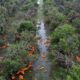 Hurricane damage in Florida orange groves after Milton.