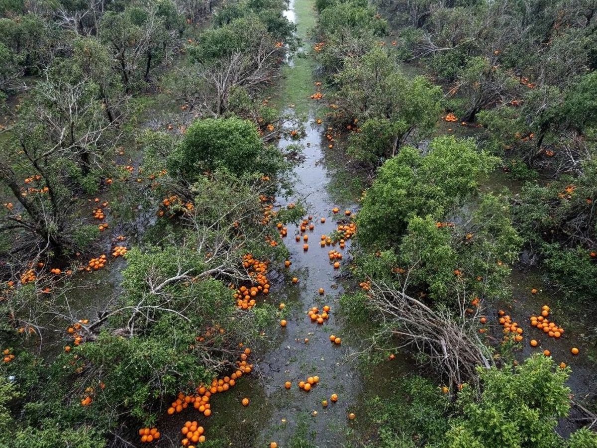 Hurricane damage in Florida orange groves after Milton.