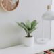 green plant on white pot beside white study lamp