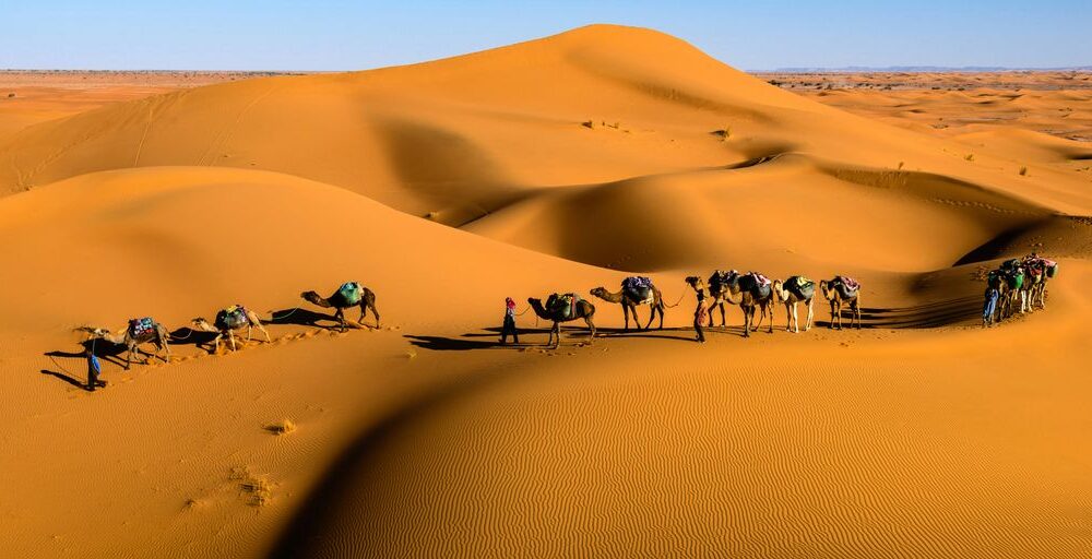 camels on desert under blue sky