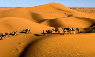 camels on desert under blue sky