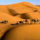 camels on desert under blue sky