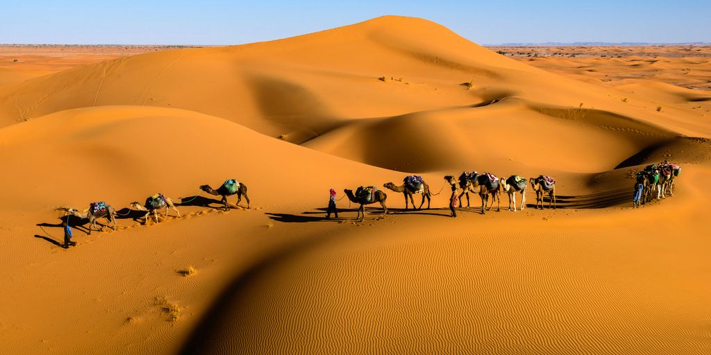 camels on desert under blue sky