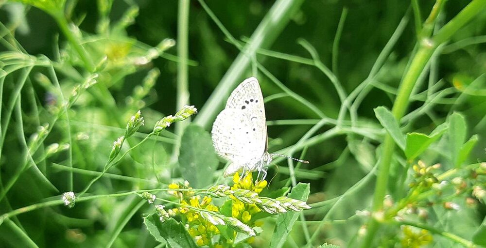 a white butterfly sitting on top of a green plant