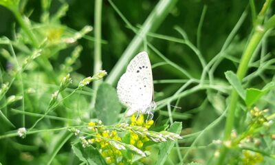 a white butterfly sitting on top of a green plant