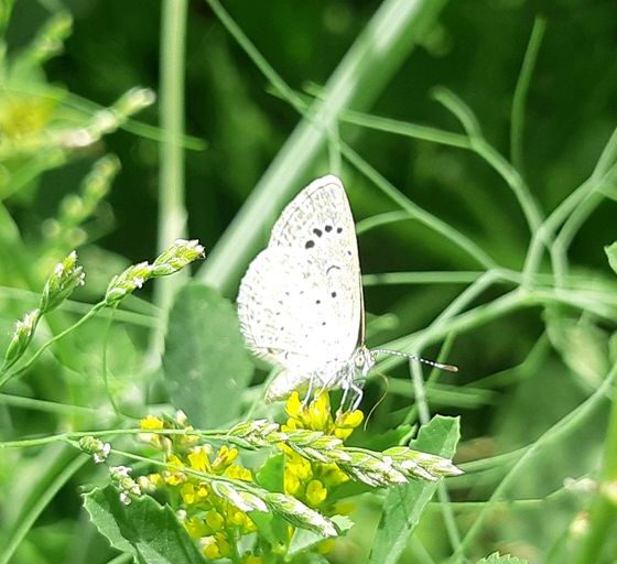 a white butterfly sitting on top of a green plant