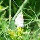 a white butterfly sitting on top of a green plant