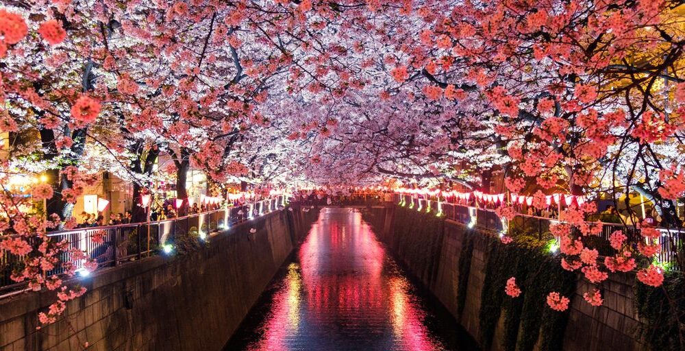 canal between cherry blossom trees