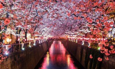 canal between cherry blossom trees