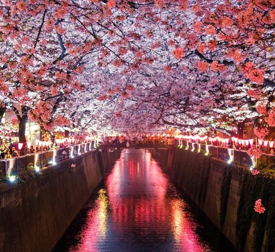 canal between cherry blossom trees