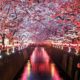 canal between cherry blossom trees