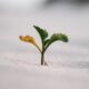 closeup photography of plant on ground