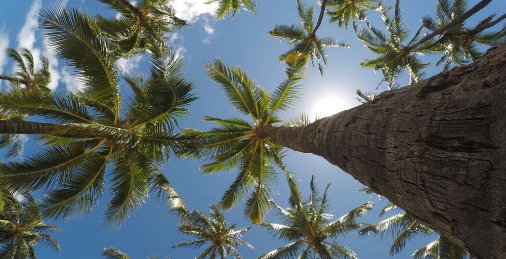 worm's eye view of coconut trees