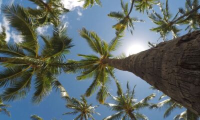 worm's eye view of coconut trees