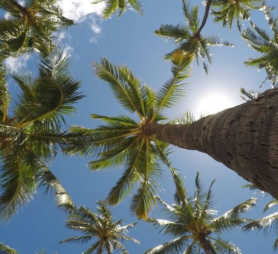 worm's eye view of coconut trees