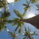 worm's eye view of coconut trees