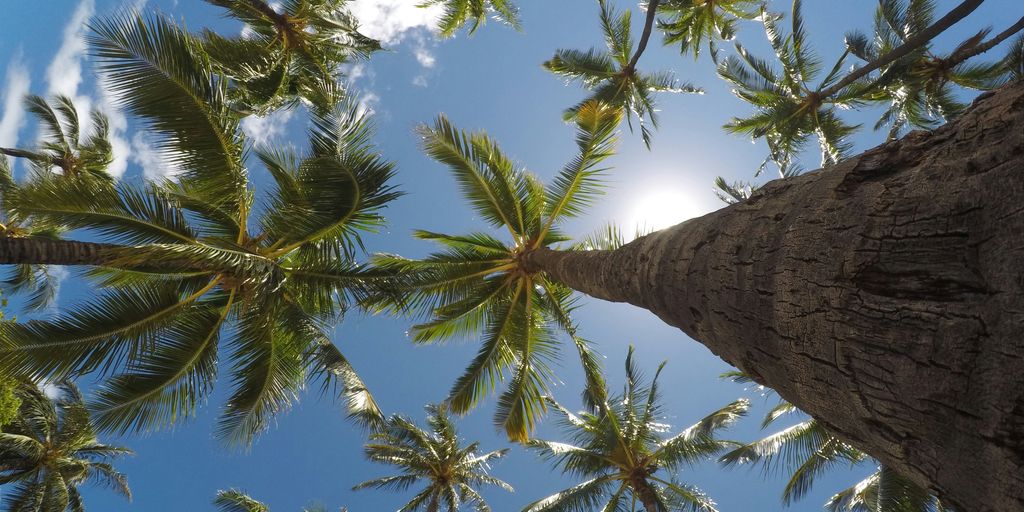 worm's eye view of coconut trees