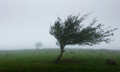 trees with wind photo