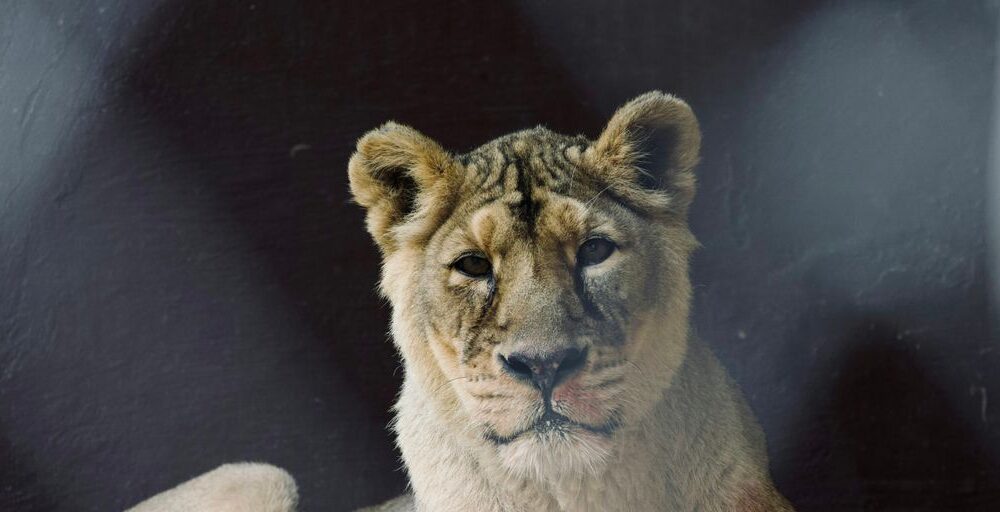 a close up of a lion on a black background