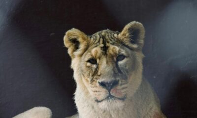a close up of a lion on a black background
